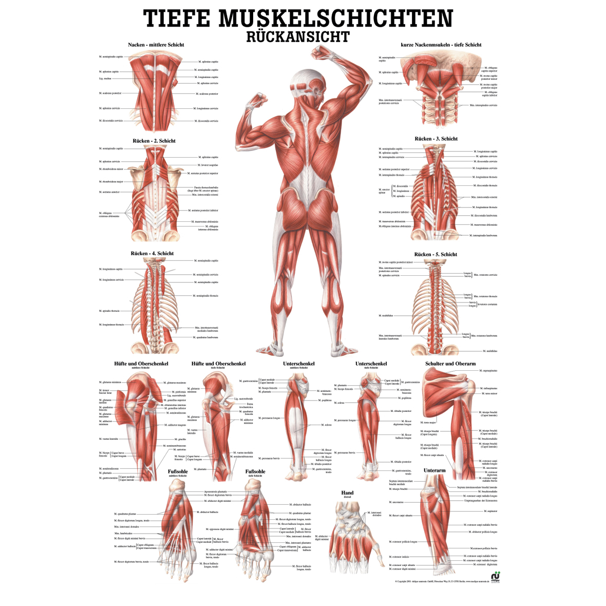 Anatomische Lehrtafel "Tiefe Muskelschichten - Rückansicht"